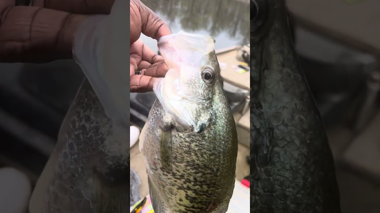 Crappie Joe fishing Lakevillage Arkansas Lake Chicot with Marlo AKA Low-Down #crappiefishing #fish