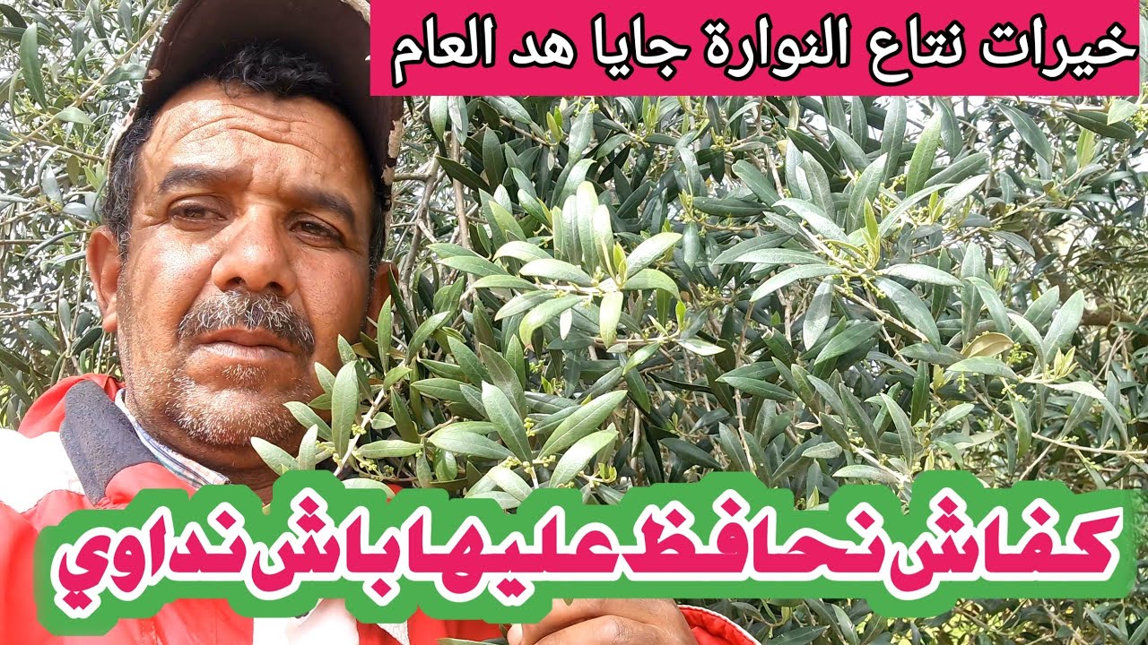 أخطر مرحلة في الزيتون هي النوارة.. هاد الرشة كتمنع التساقط وتضمن العقد