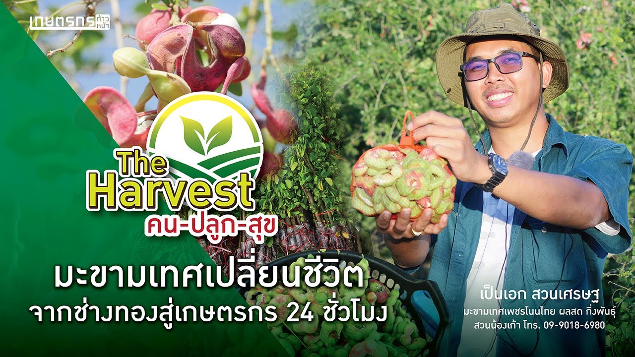 มะขามเทศเปลี่ยนชีวิต จากช่างทองสู่เกษตรกร 24 ชั่วโมง