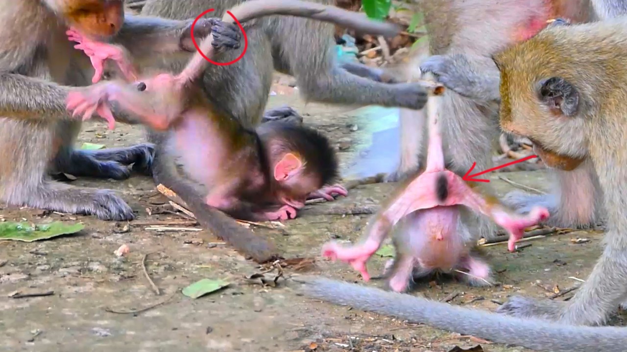 Oh no! Why big brother monkey pulls his little sister as she struggles to walk behind the mother