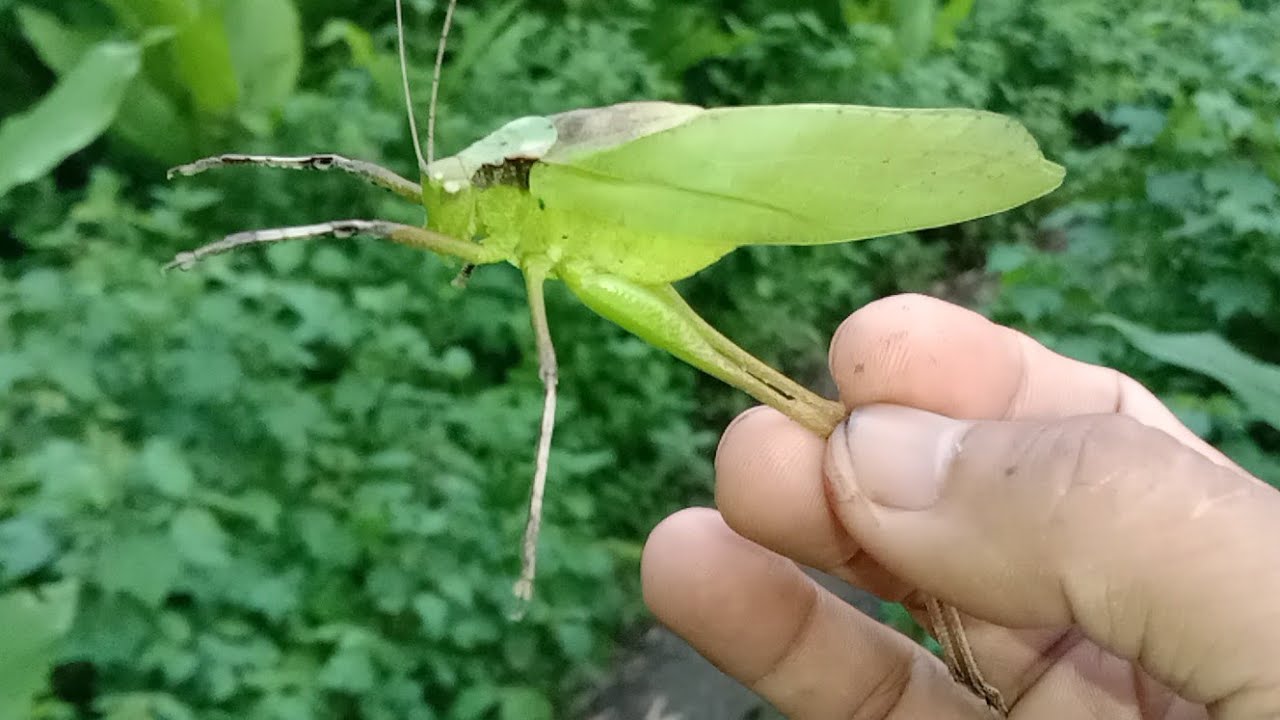 FINDING LARGE GRASSCUSTOMER AND BLISTER BEETLE 