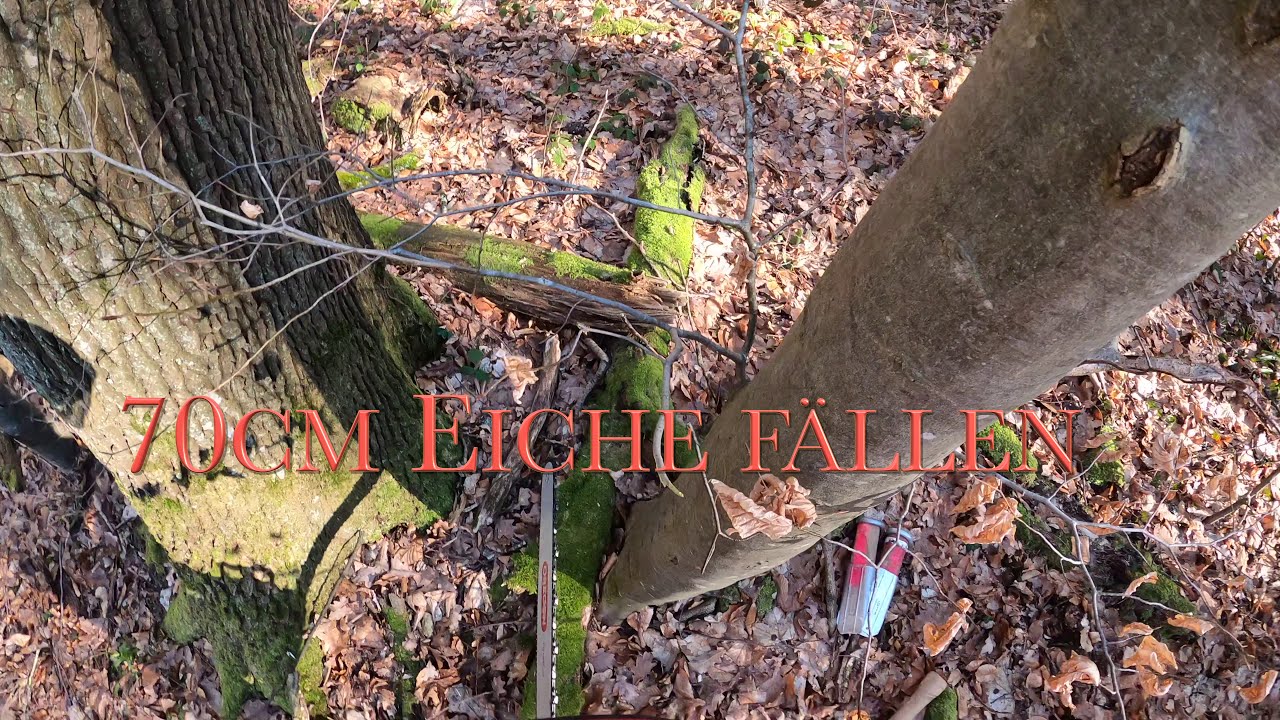 70cm Eiche fällen mit Tajfun Seilwinde und Stihl MS 460