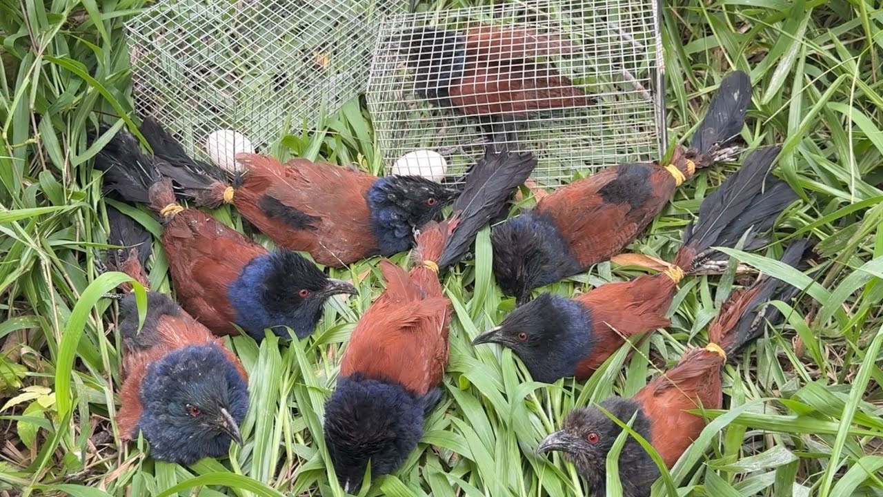 Cách bẫy bìm bịp đơn giản nhất chỉ cần 2 thứ này thu phục cả bầy phần 191/ Săn bắt Sông Hậu TV 