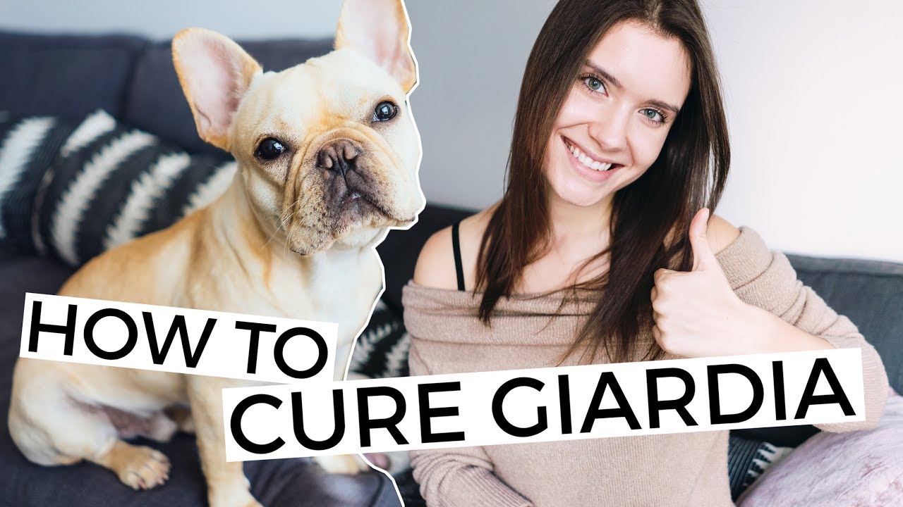 How to treat a puppy with Giardia?