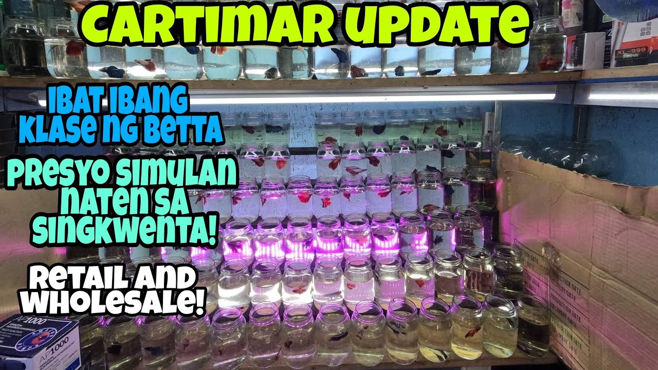CARTIMAR UPDATE:IBAT IBANG KLASE ng mga BETTA.PRESYO Simulan nten sa SINGKWENTA!WHOLESALE AND RETAIL