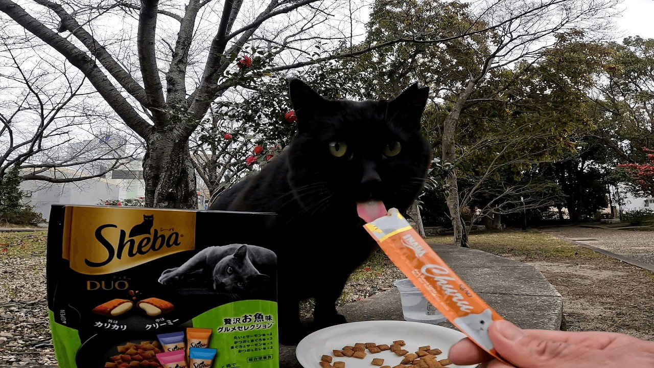 猫の日　都合のいい時だけ擦り寄って来て愛想良く振舞う黒猫クロちゃん、まあそこがいいんだけどねｗ