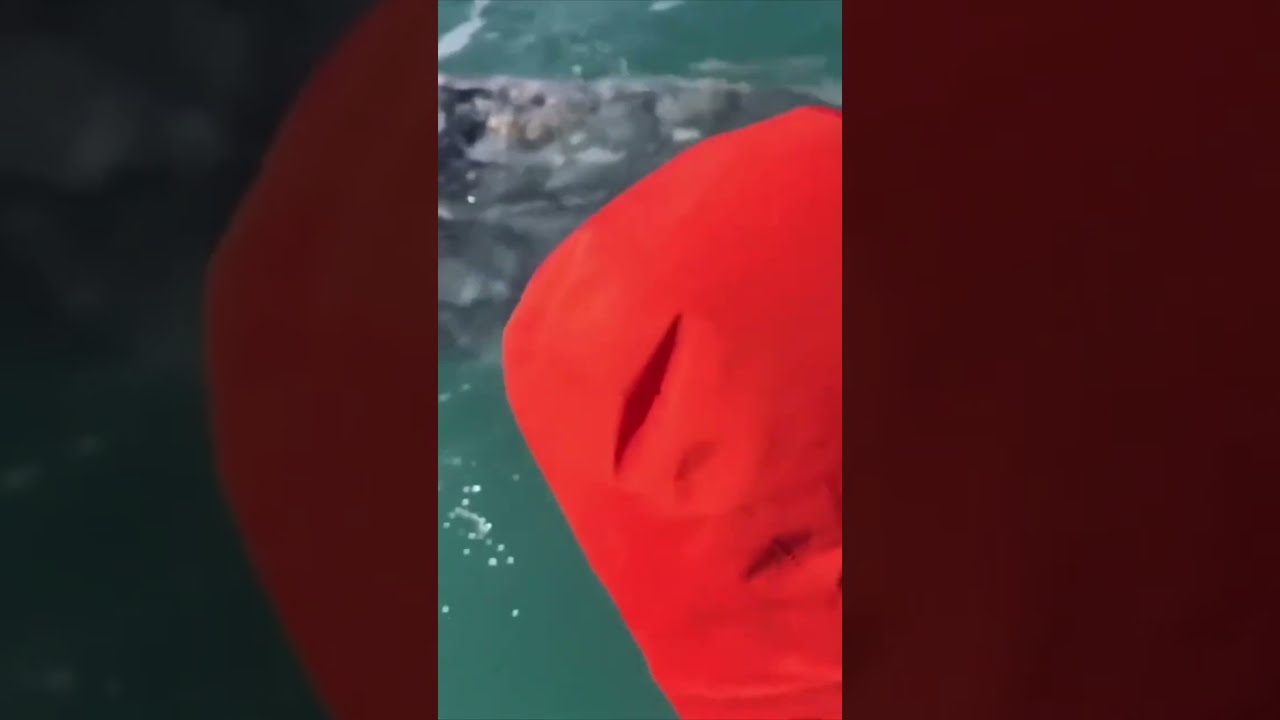 "Ух ты, сколько же здесь китов!"