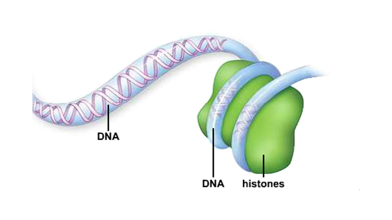 Sister chromatids of a metaphase chromosome animation