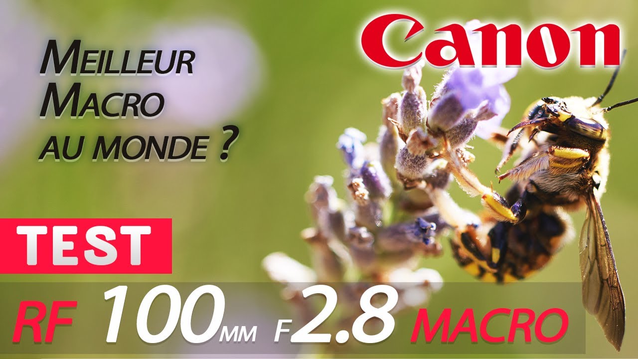 Test Canon RF 100mm F2.8 MACRO : Meilleur MACRO au monde ?