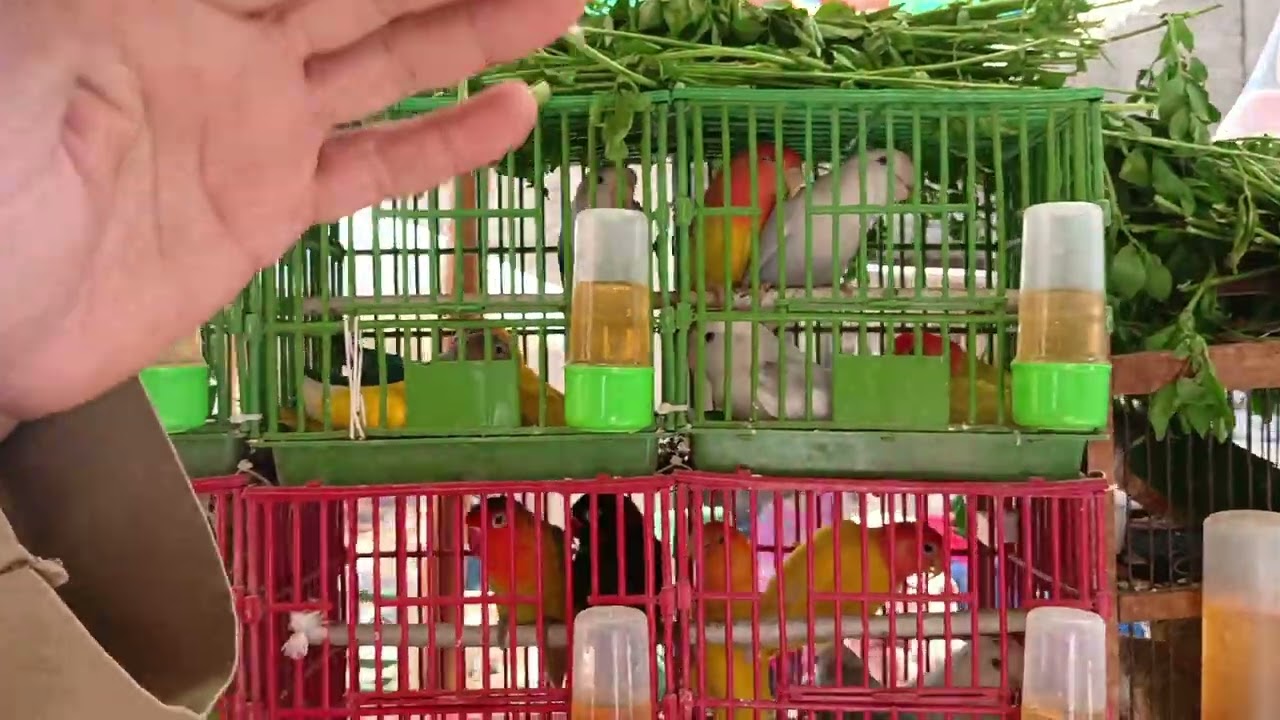 مع ابو حبيبه من سوق السيده عائشه 🦜☀وكل جديد 