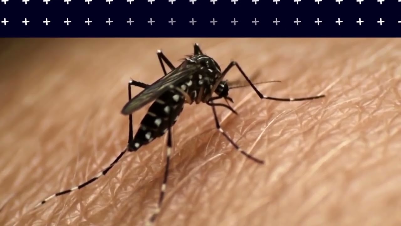 Emergencia por dengue: aumento alarmante en casos infantiles