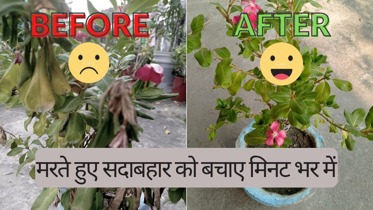 मरते हुए हाइब्रिड सदाबहार के पौधे को कैसे बचाएं||सदाबहार को कटिंग से लगाए|Save your dying sadabahar