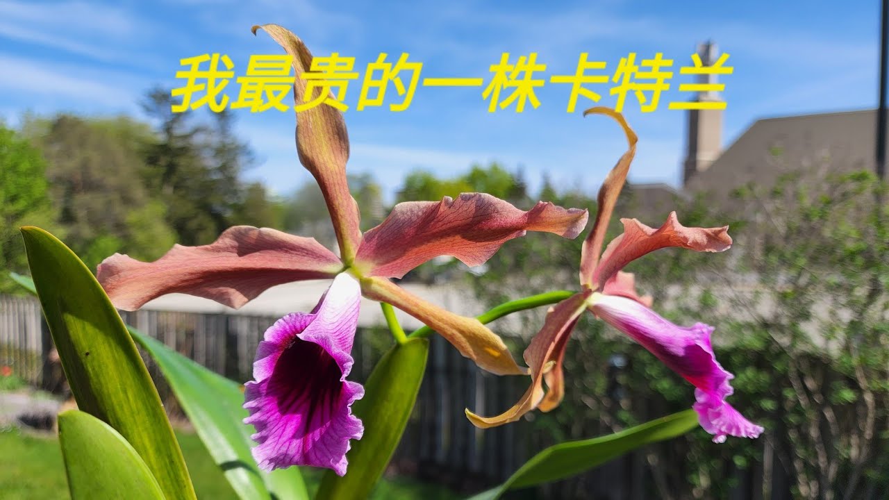 Sophie's Garden 我最贵的一株卡特兰 Laelia tenebrosa 'Michael'