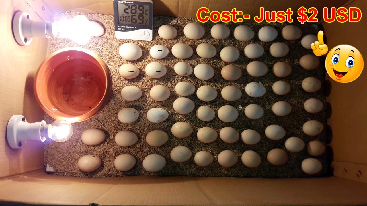Egg Incubator || Homemade Incubator for Chicken eggs || How To Make an Egg Hatching Machine at Home