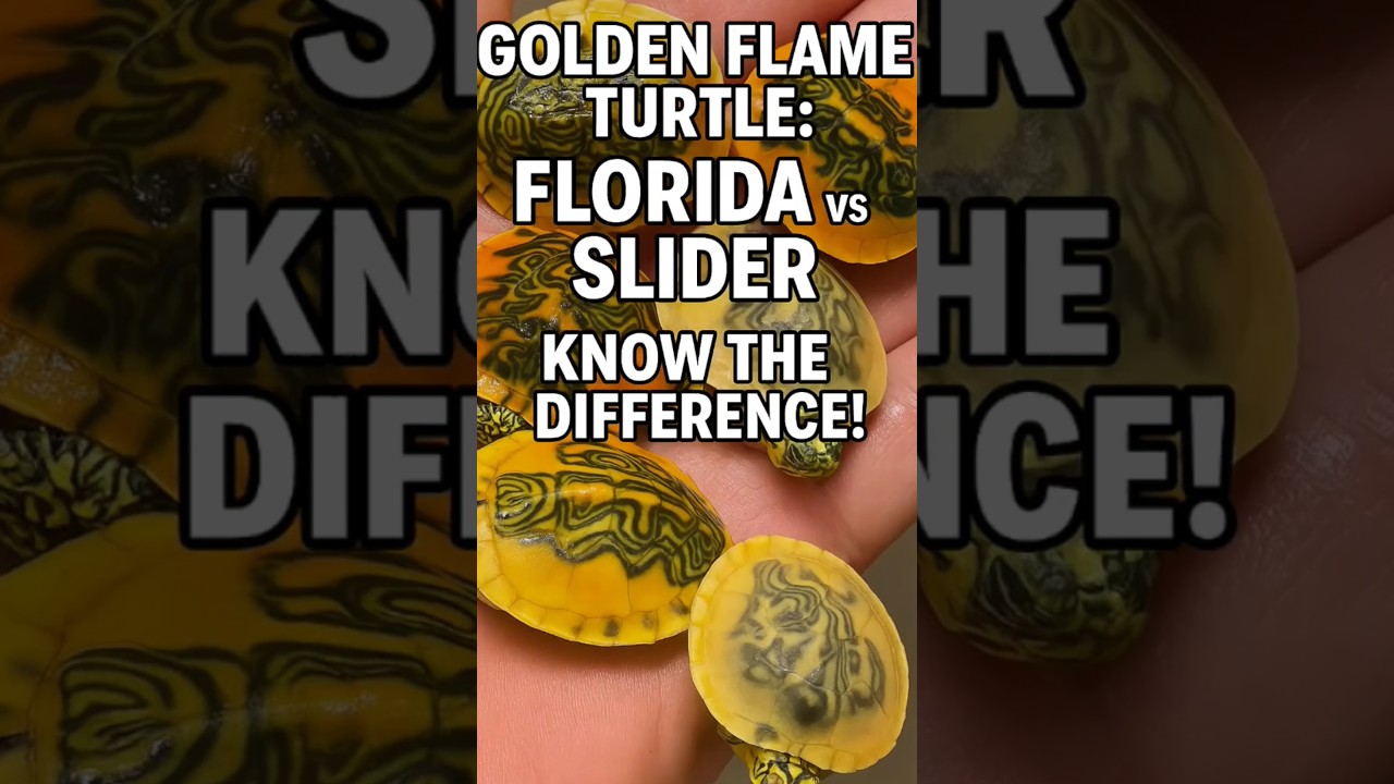 Golden Flame Turtle: Florida vs Slider – Know the Difference! 