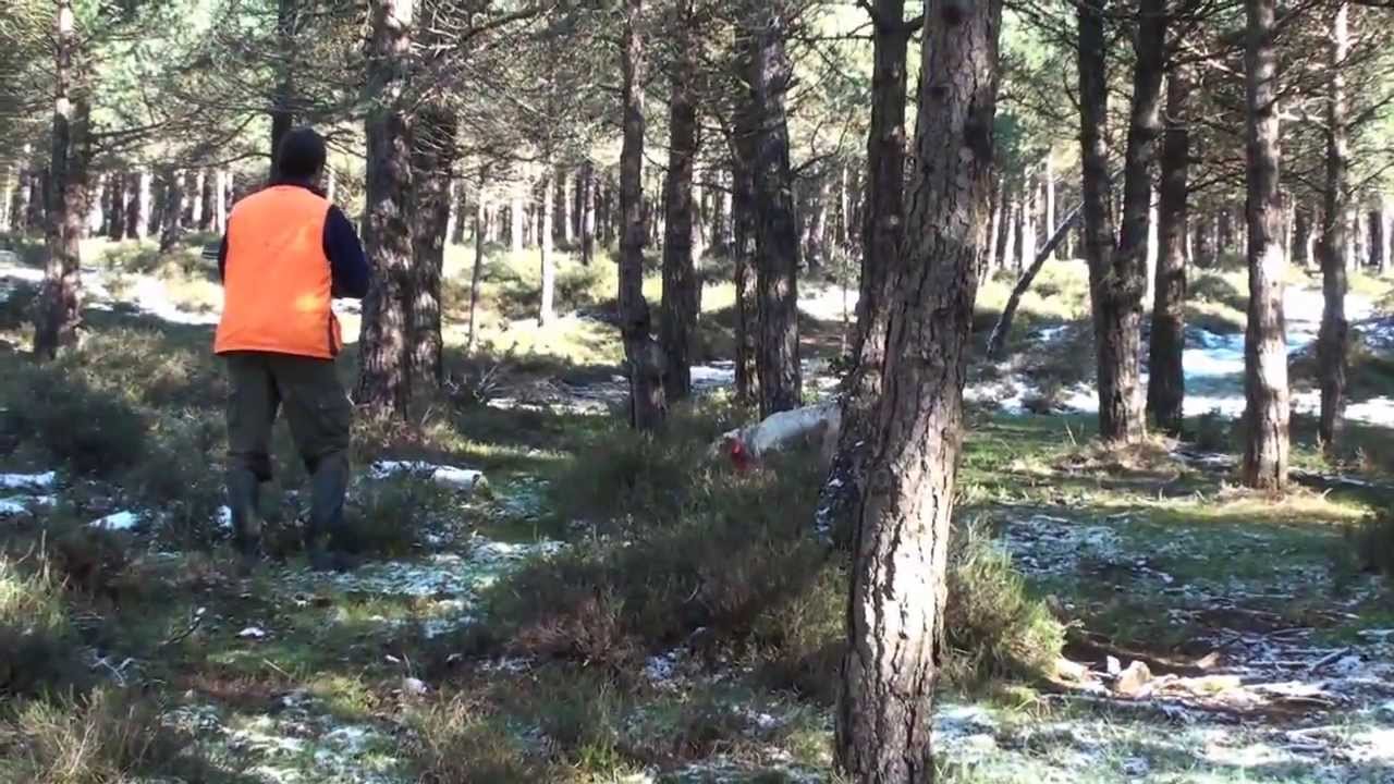 DEMUSLERA BECADA 2013 (2)