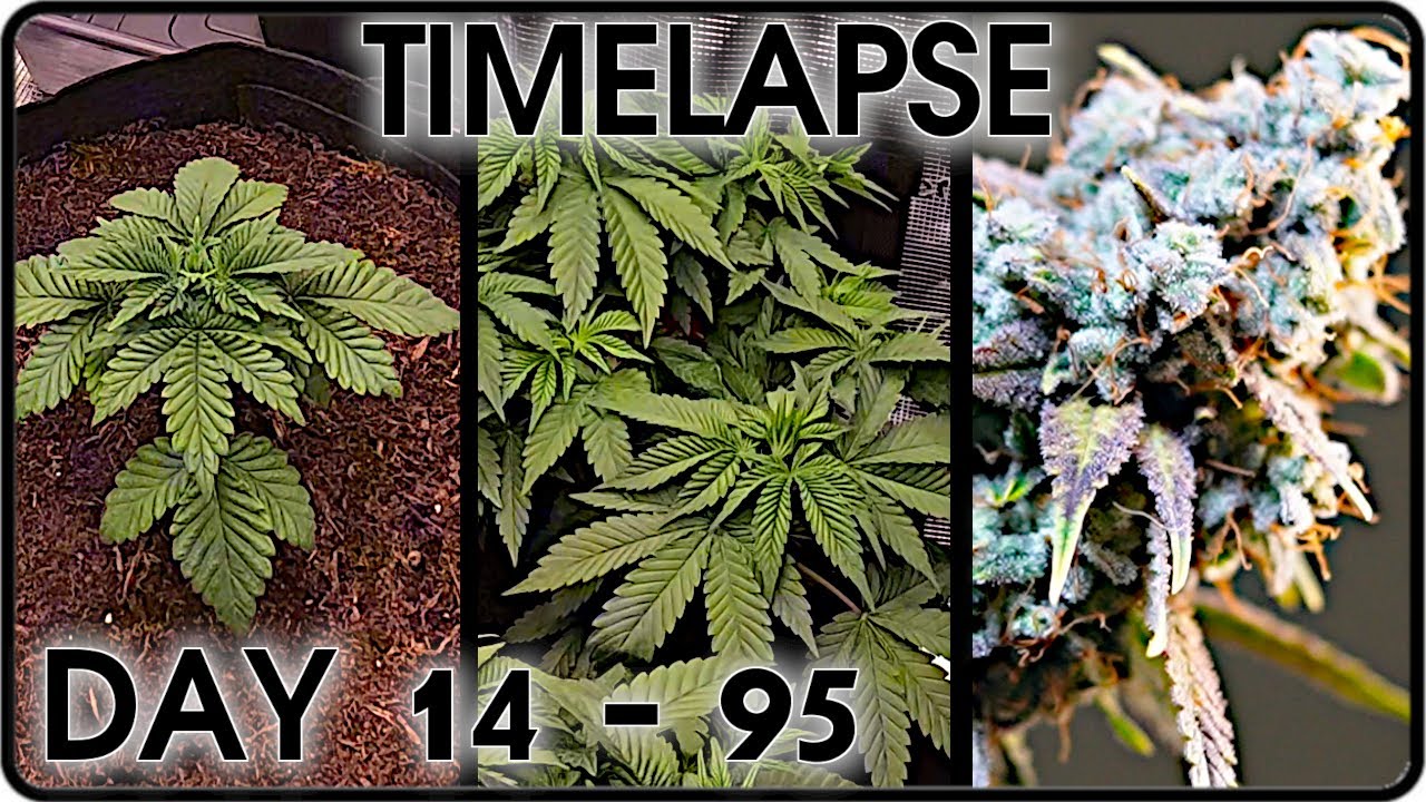 Cannabis Full Timelapse of Runtz Muffin & Mimosa 95 Days Vegetative Phase to HARVEST