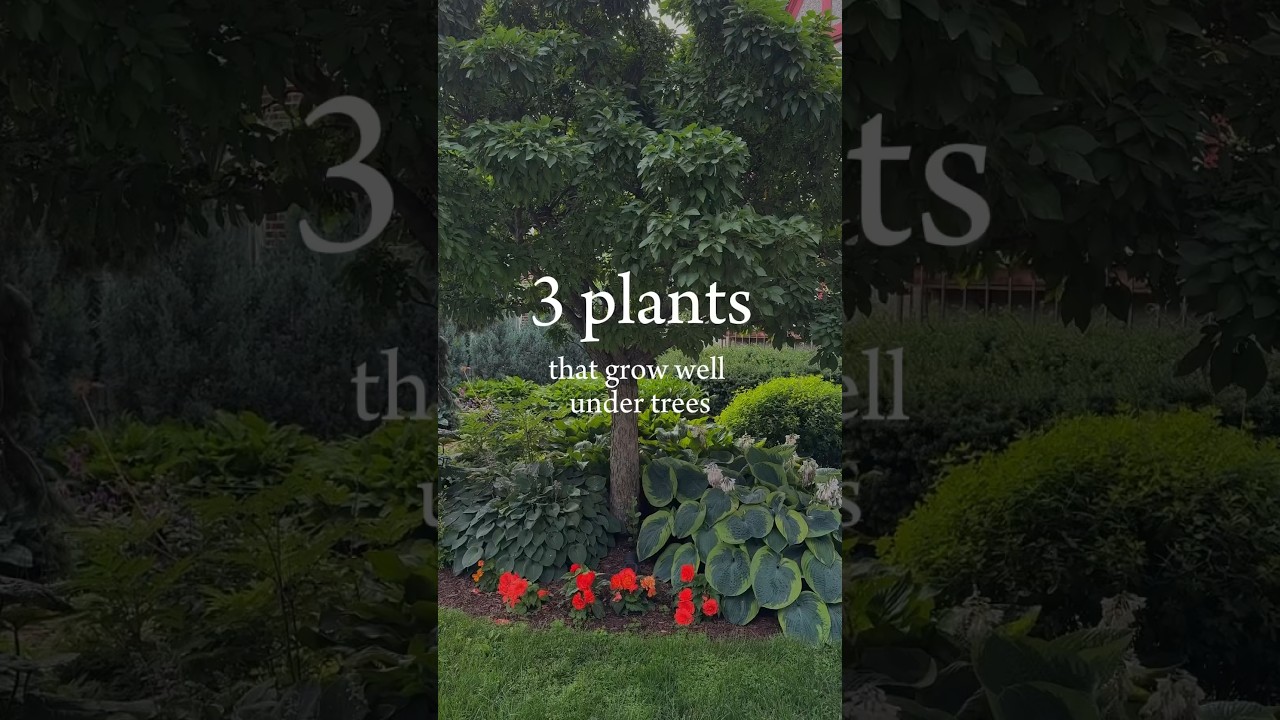 Best plants for under trees 🌿 #shadegarden #gardeningideas #landscaping