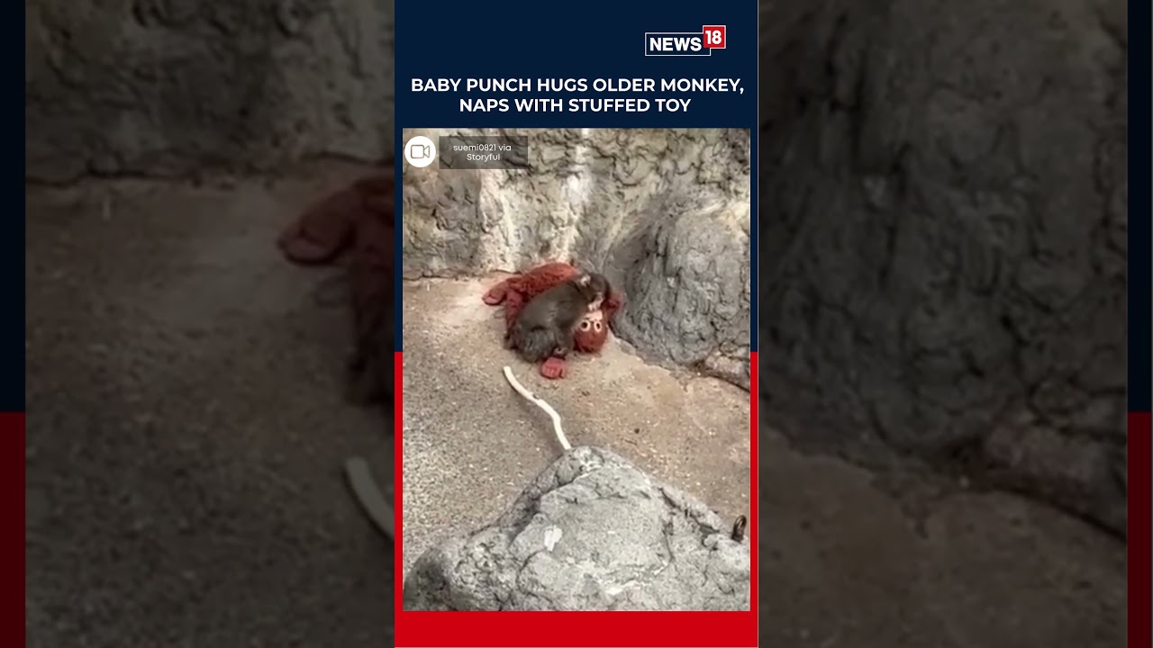 Baby Punch Hugs Older Monkey, Naps With Stuffed Toy in Adorable Video | N18S