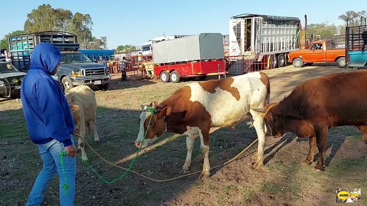 PLAZA GANADERA-JILOTEPEC DE MOLINA,UN MONTON DE BECERROS,BORREGOS,AVES DE ORNATO Y DOMESTICAS.