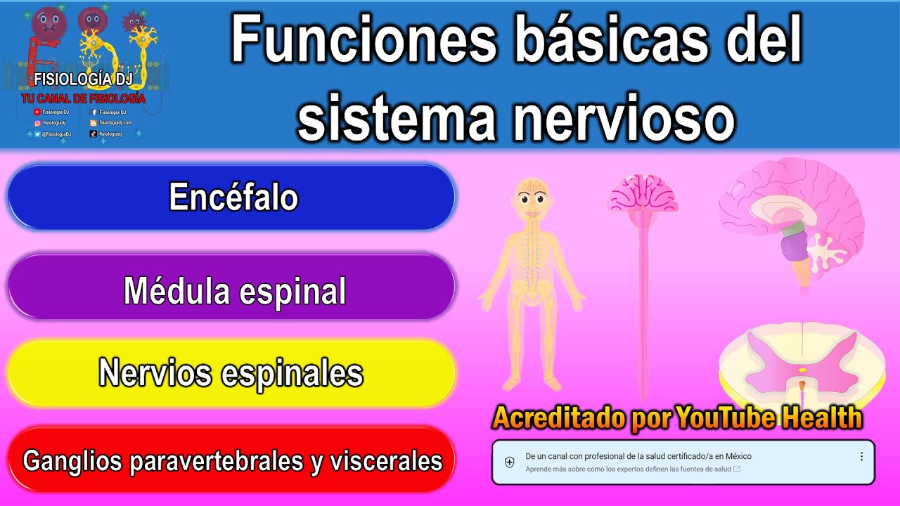 Fisiología sistema nervioso | Sistema nervioso | Sistema nervioso central y periférico