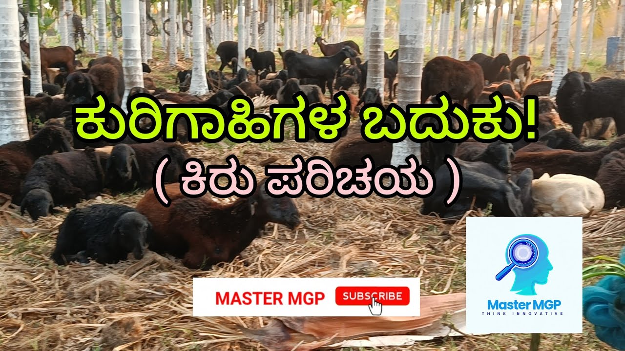ಕುರಿಗಾಹಿಗಳ ಬದುಕು! ಈ ಬದುಕು ಯಾರಿಗೂ ಸರಳವಲ್ಲ!