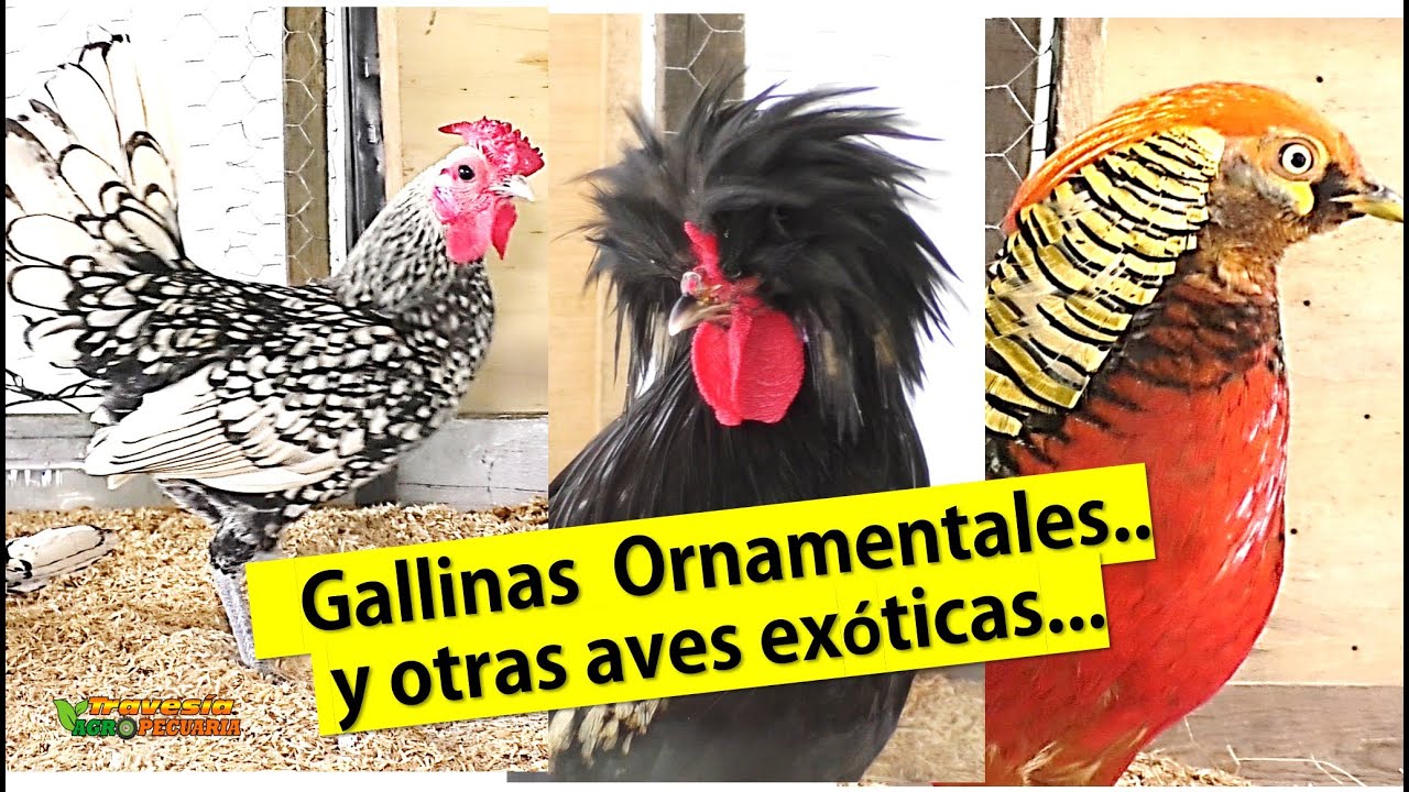 GALLINAS ORNAMENTALES Y OTRAS AVES EXOTICAS