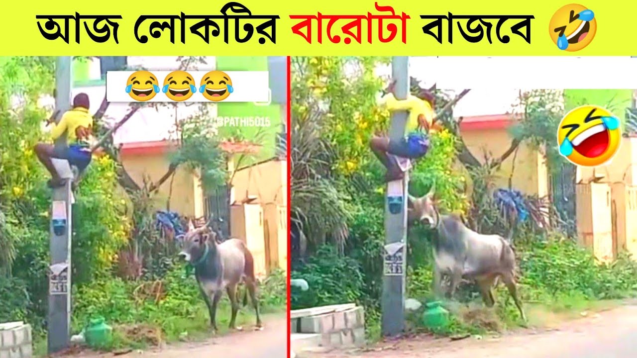 পশুদের মজার কর্মকান্ড  😂 | Animals Funny Video Bangla 2024 | Part-14 |  Mayajaal | Bangla Rides