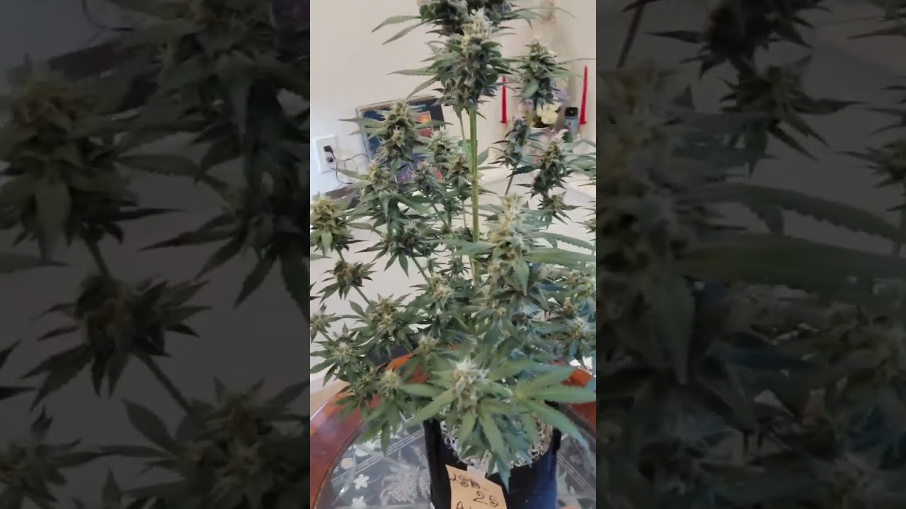 LSD 25 auto | Fast Buds by  scottydarkmoonbudz