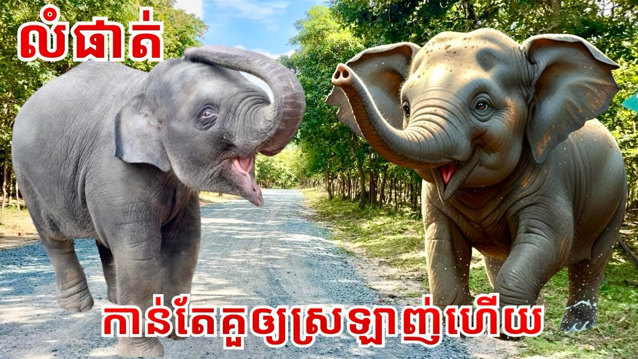 Adorable Baby Elephant Lumphat at Phnom Tamao Zoo | Growing Cuter Every Day 🐘💚