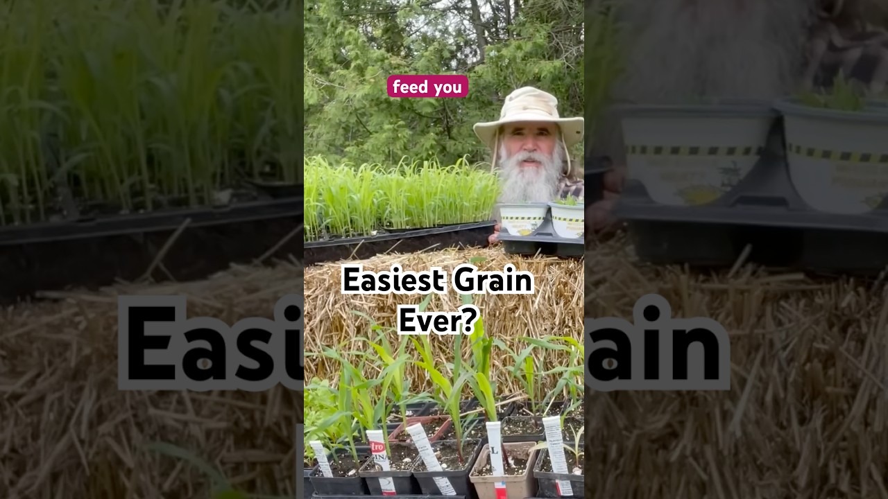 No Fuss. Just Food. Grow Sorghum from Seed #sorghum #permaculture #homesteadgarden #easygardening