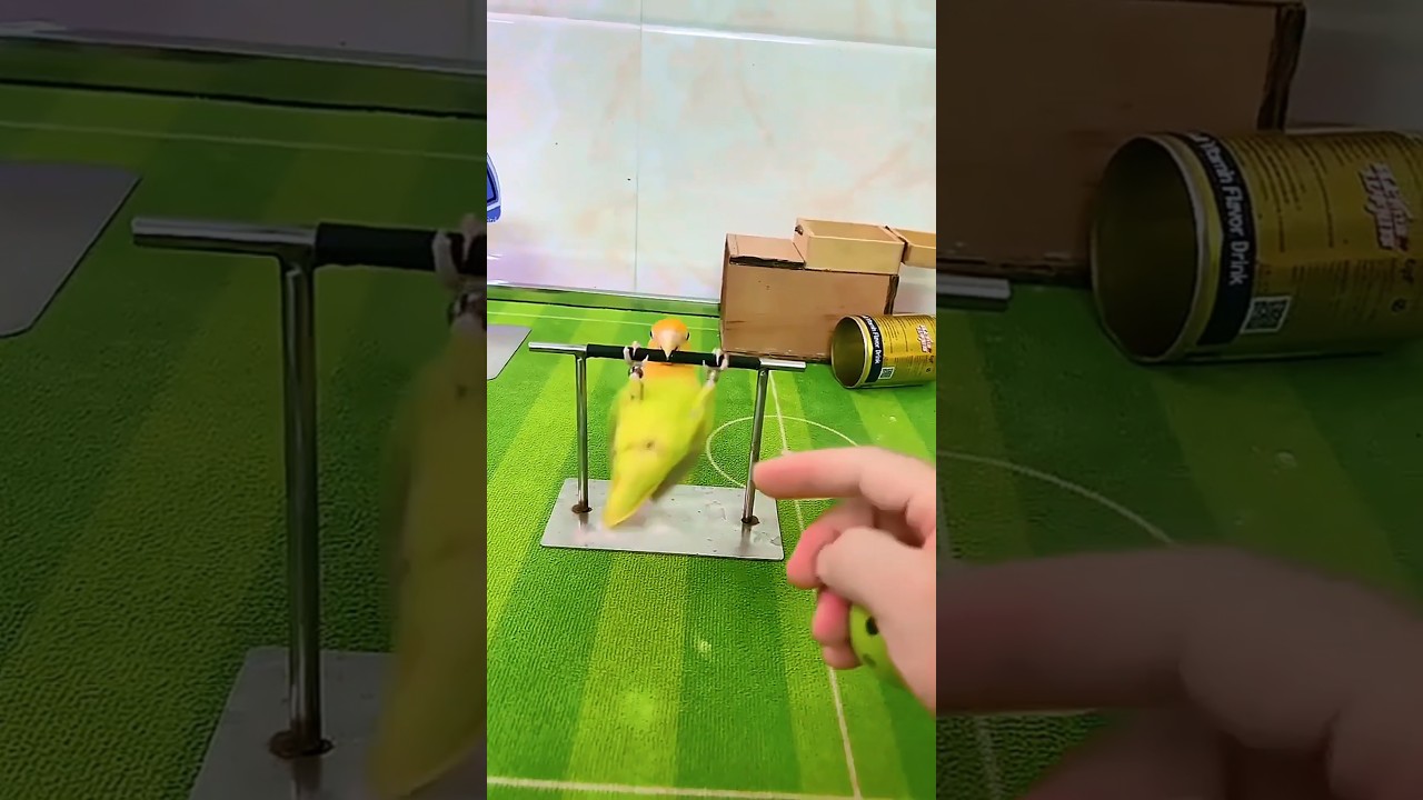 Have you ever seen such a smart lovebird parrot? #parrots #birds #lovebirds #pets #cute