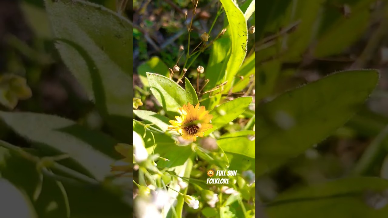 #maine #ihavethisthingwithplants #peoplestories it's ok to be ok