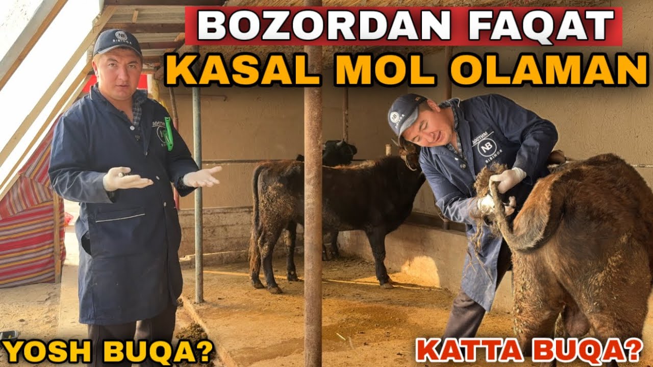 Бозордан Кандай Мол Олиш Керак? Касал Йоки Соглом? Бу Ишларни Килсангиз Молдан Аник Фойда Оласиз!