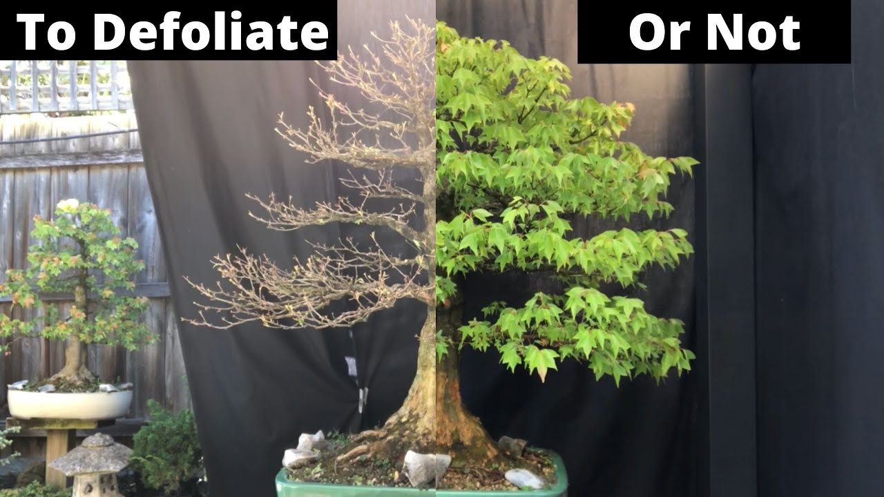 Defoliate Bonsai - When to do it and WHY Trident Maple example