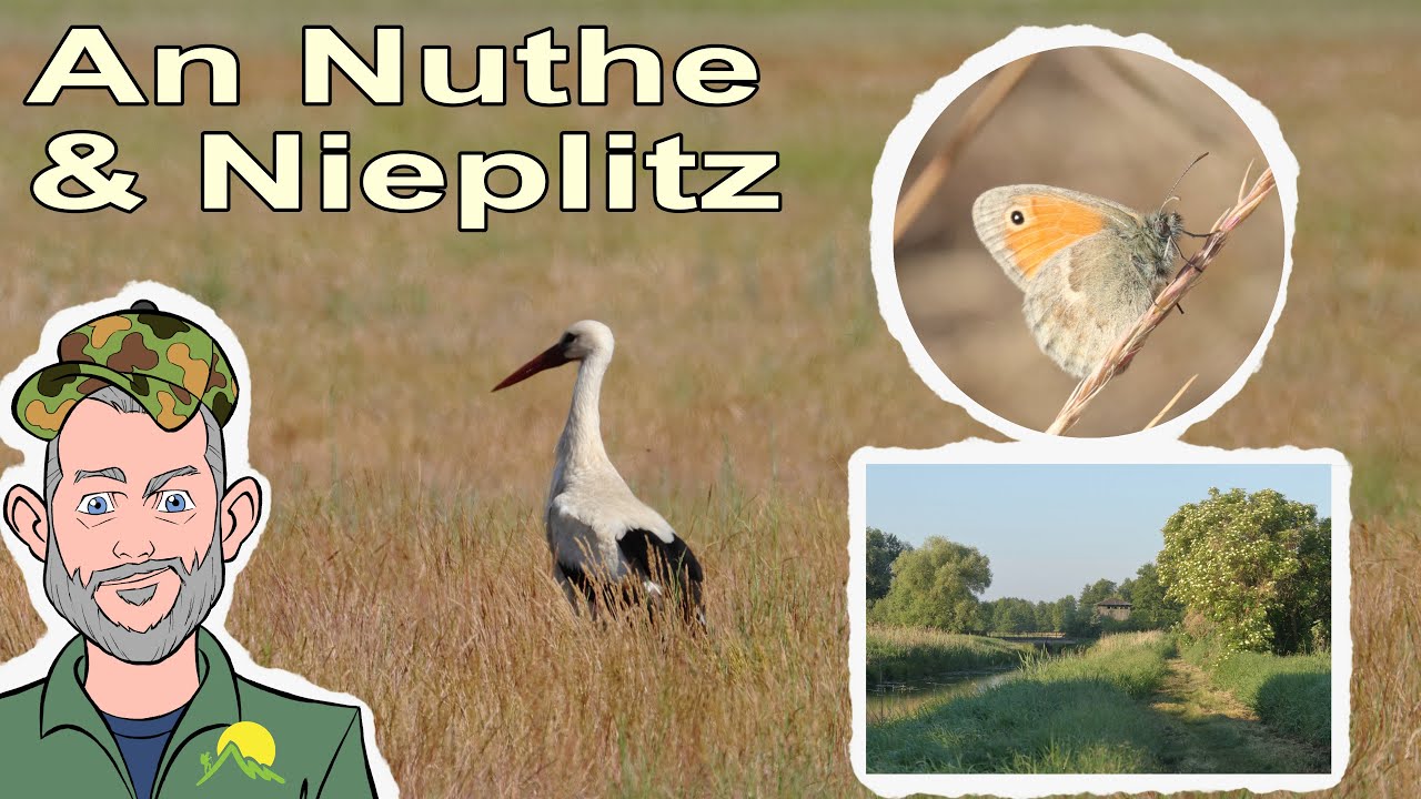 Unterwegs im Nuthe Nieplitz Naturschutzgebiet, Tierbeobachtungen @UnterwegsmitRalf