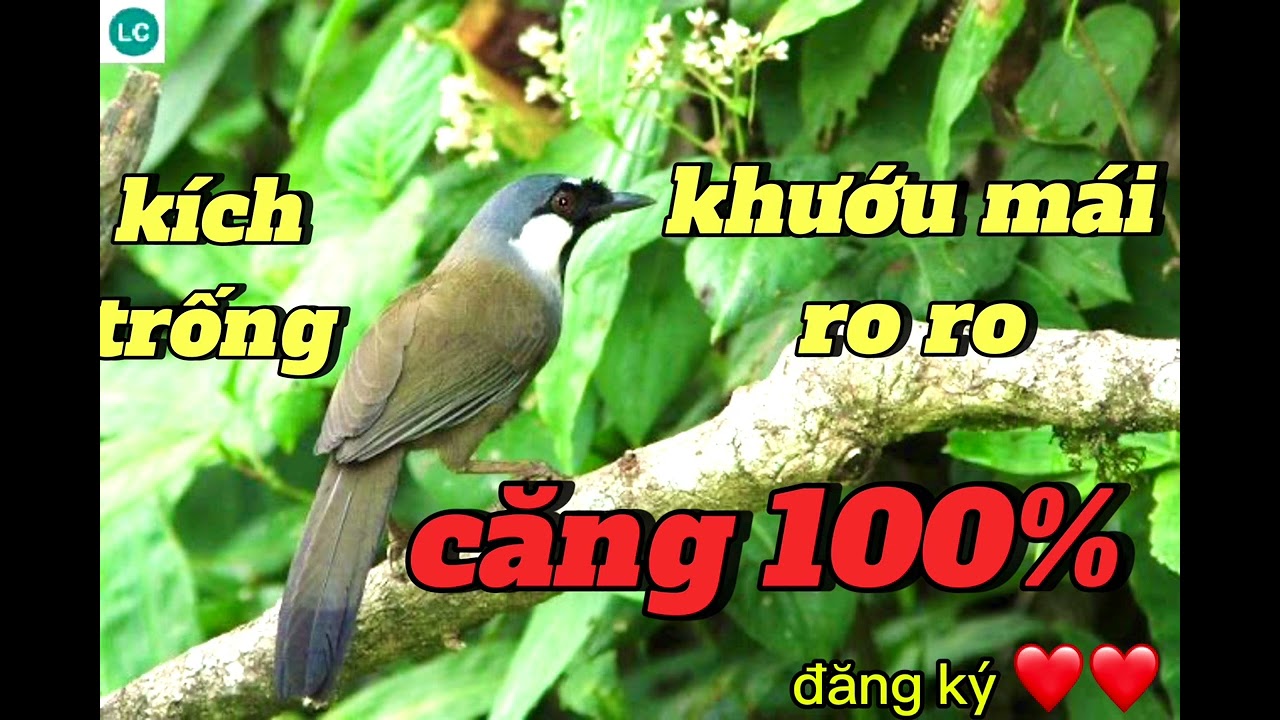 khướu mái ro ro kèm trống hót giọng già rừng.siêu kích trống nhanh căng lửa 🔥🔥