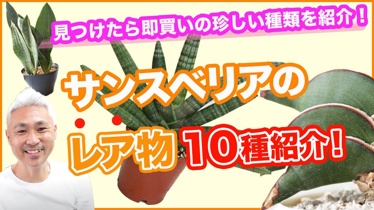 サンスベリアのレア物１０種！