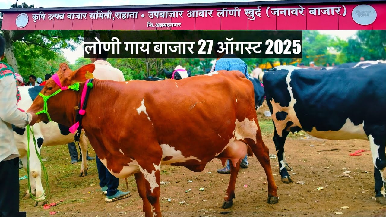 लोणी गाय बाजार live 🔴 27 ऑगस्ट 2025 || Loni Gaay Bajar #loni_cow_market 