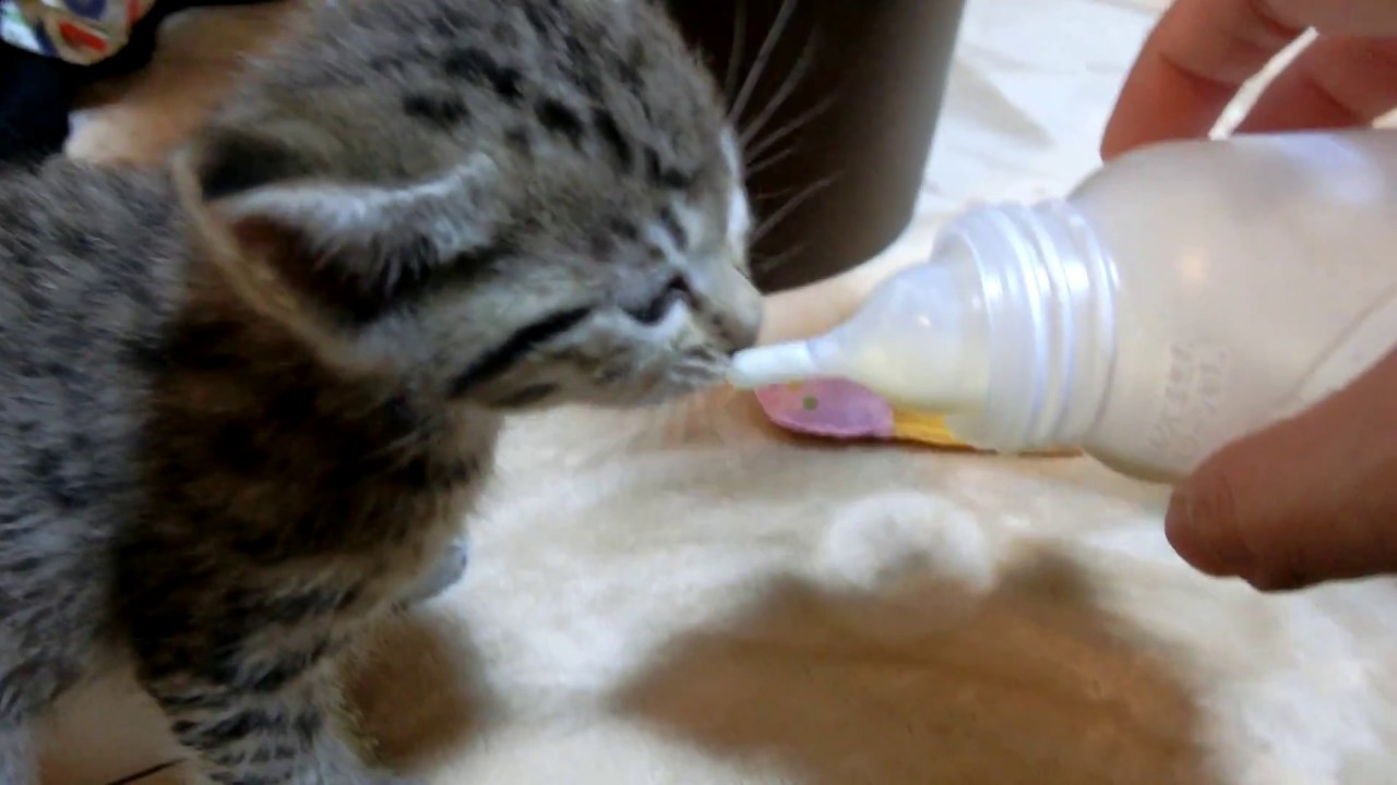 生後一ヶ月の子猫にミルクあげた Baby kitten drinking milk from bottle