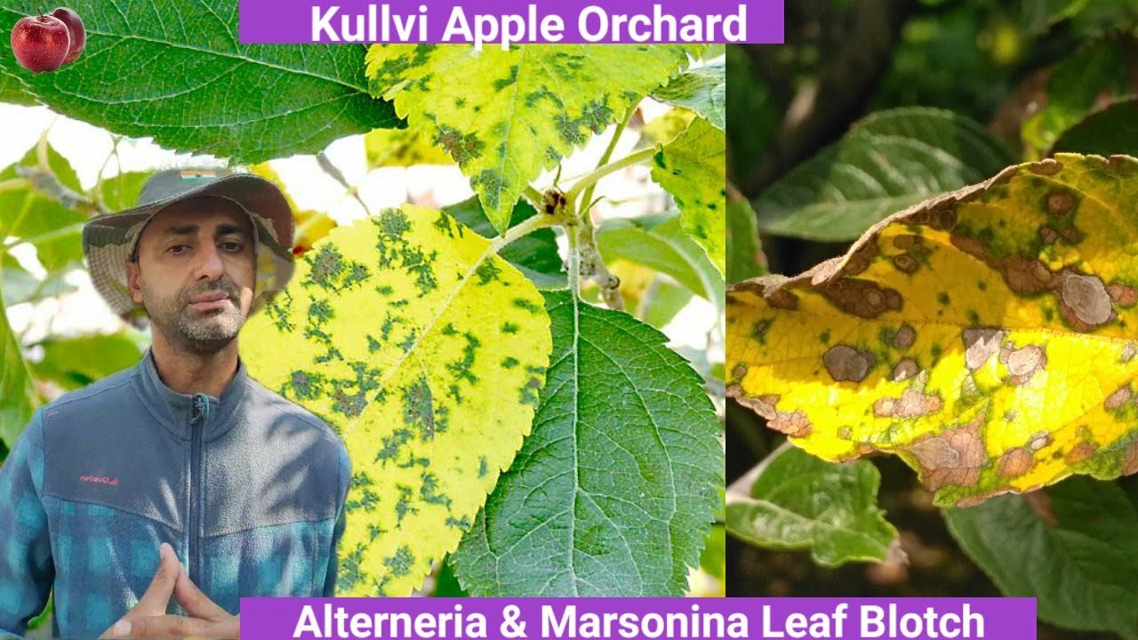 पते पीले होने का कारण|| Alterneria & Marsonina Leaf Blotch||
