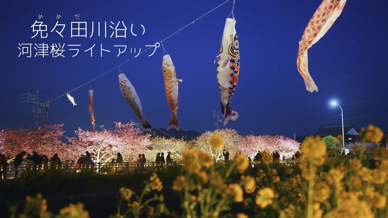 免々田川沿い 河津桜ライトアップ (2026.2.28～3.8予定)