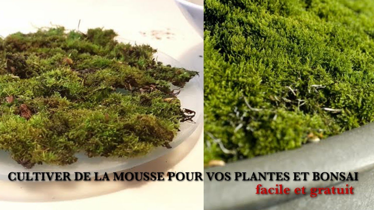 CULTIVER DE LA MOUSSE POUR BONSAI GRATUITEMENT