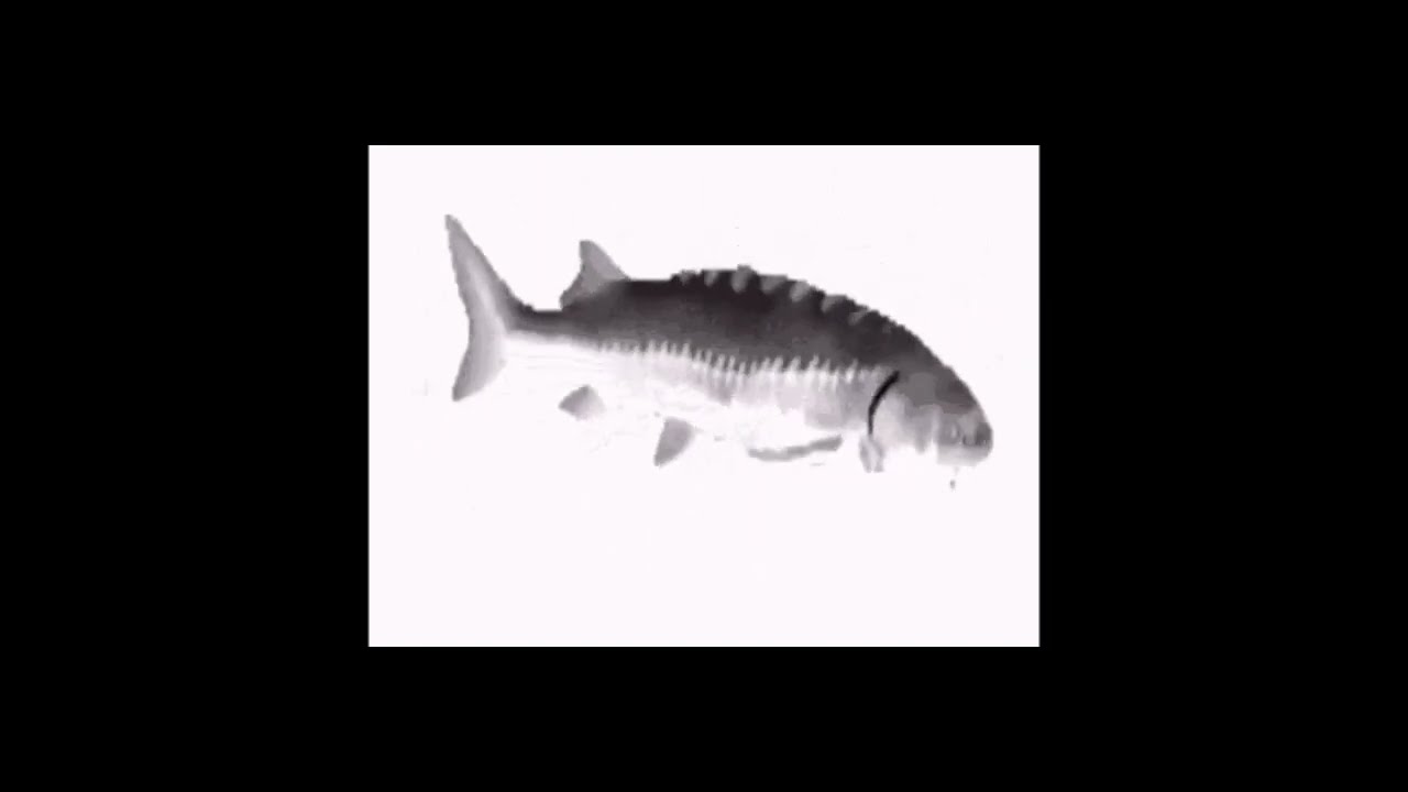 tiktok edit audios 🎏