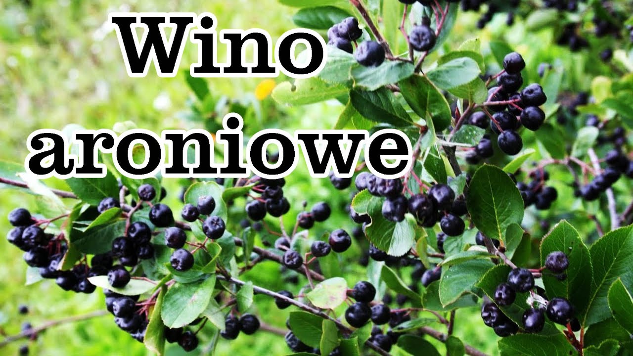 Przepis na smaczne i zdrowe wino z aronii