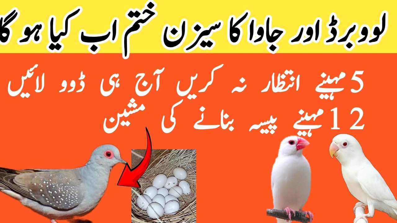 Dove birds profitable business 2024 | garmion me dove se  breed len|ڈوو سے 12مہینے بریڈ کیسے لیں