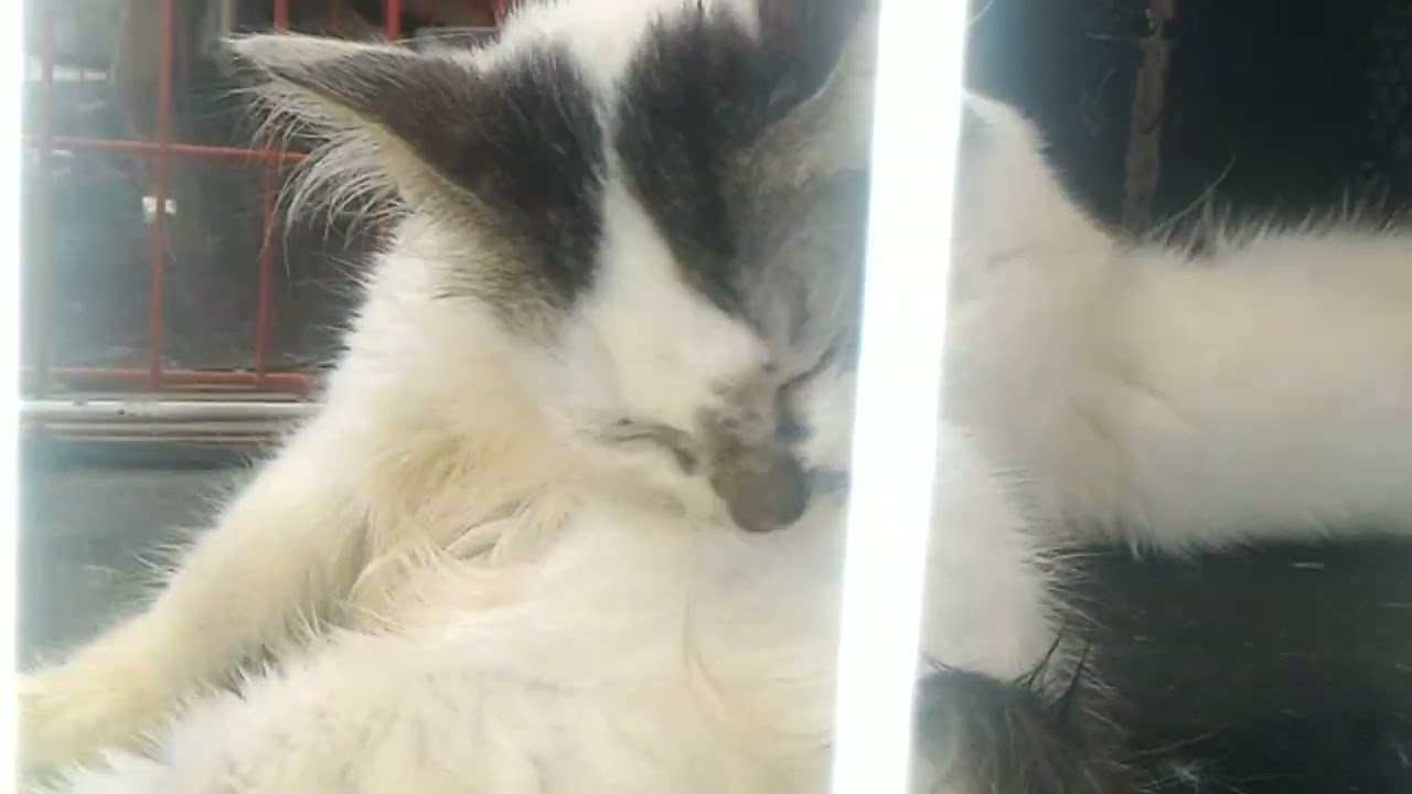 Cat Grooming Routine: Tips and Tricks is by doing it self
