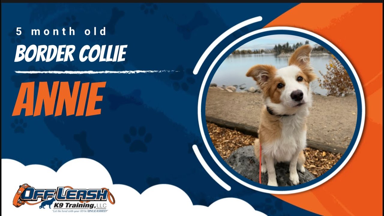 Border Collie 🐾Off Leash Training | Best Dog Trainer