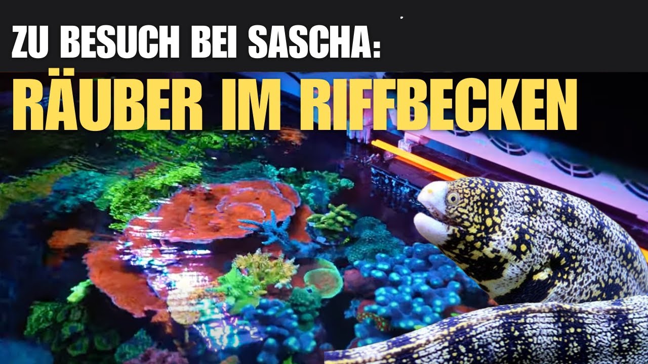 Ein weiteres Traumbecken mit einzigartigen, außergewöhnlichen Bewohnern, die verzaubern.