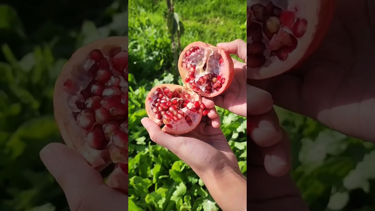 Fresh pomegranates from the garden 